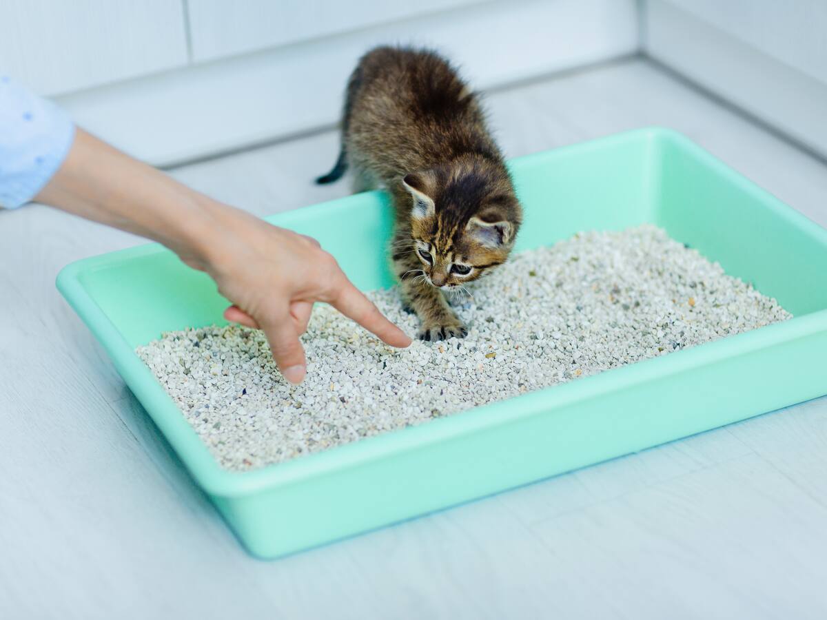 ¿Lo ha pensado? Este es el mejor lugar para el arenero del gato en la casa: cuántos tener