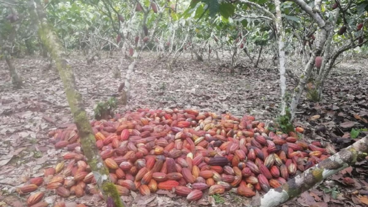 Chocolate de Solano, un emprendimiento de víctimas de la violencia en Caquetá