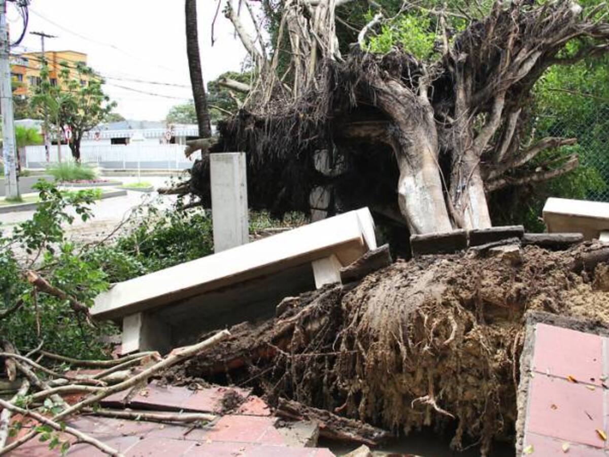 Viviendas afectadas y árboles caídos en vía pública dejan el paso de un frente frío en San Andrés