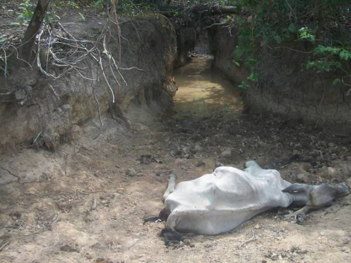 Más de 1.000 cabezas de ganado han muerto a raíz de la sequía en Huila