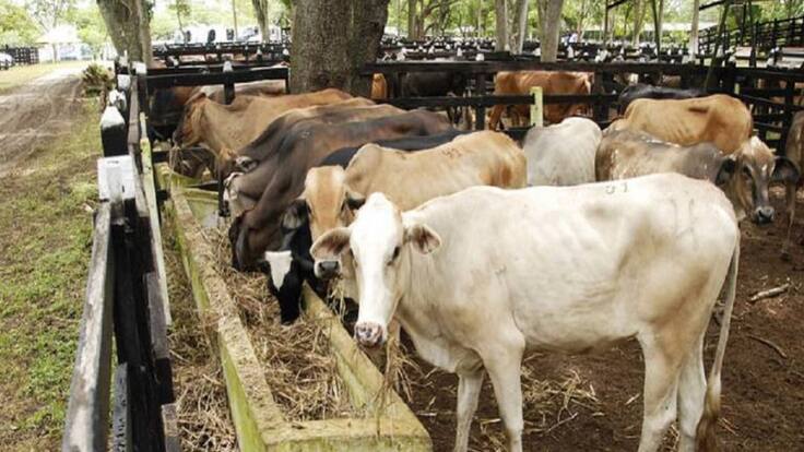 A desalojo predio en extinción de dominio en el Quindío