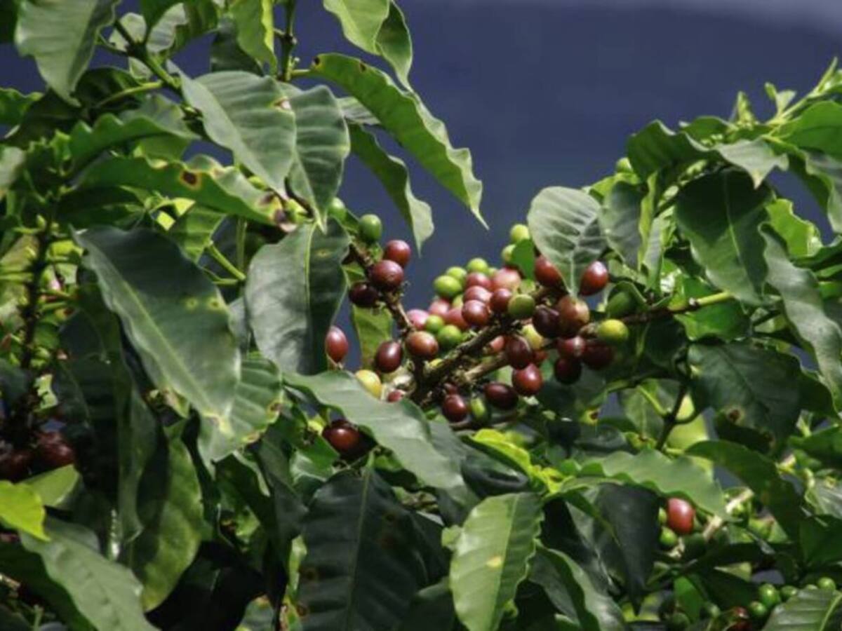 Cafeteros de Dosquebradas recibirán semillas para renovación de cultivos