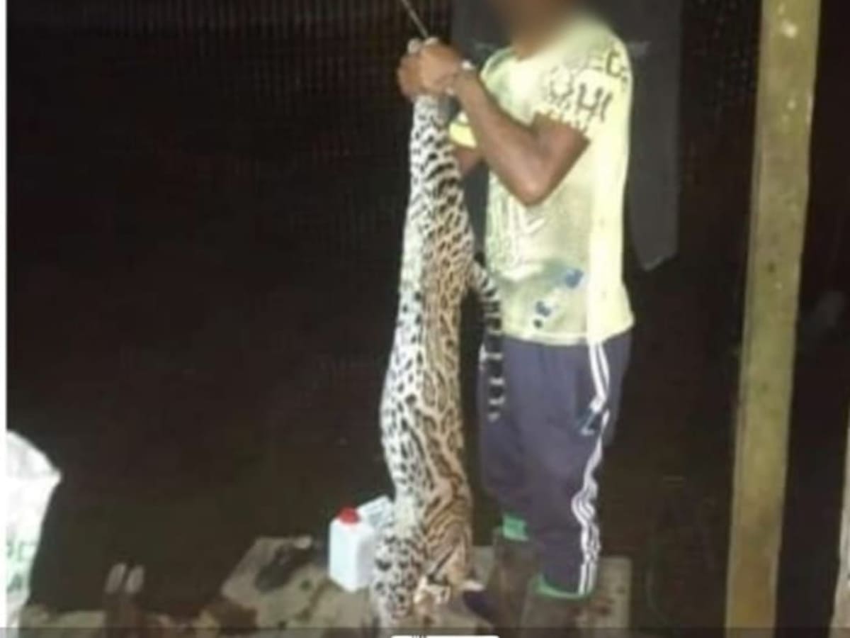 Judicializaron a sujeto por asesinar una especie protegida en Tumaco.