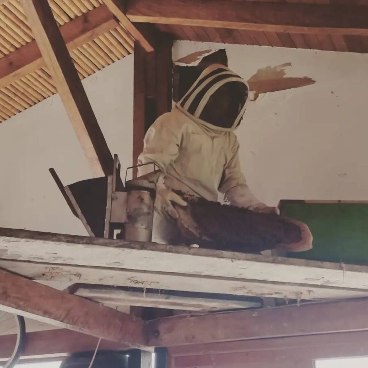 Un muerto dejó ataque de abejas en el Quindío, apicultores y el manejo de las colmenas