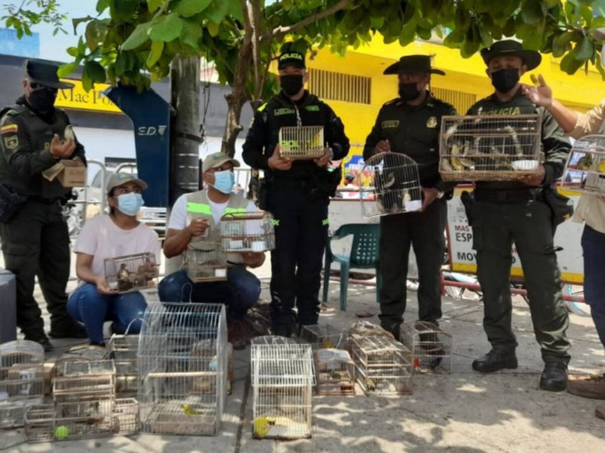 Incautan 56 especies de fauna silvestre en el mercado de Bazurto