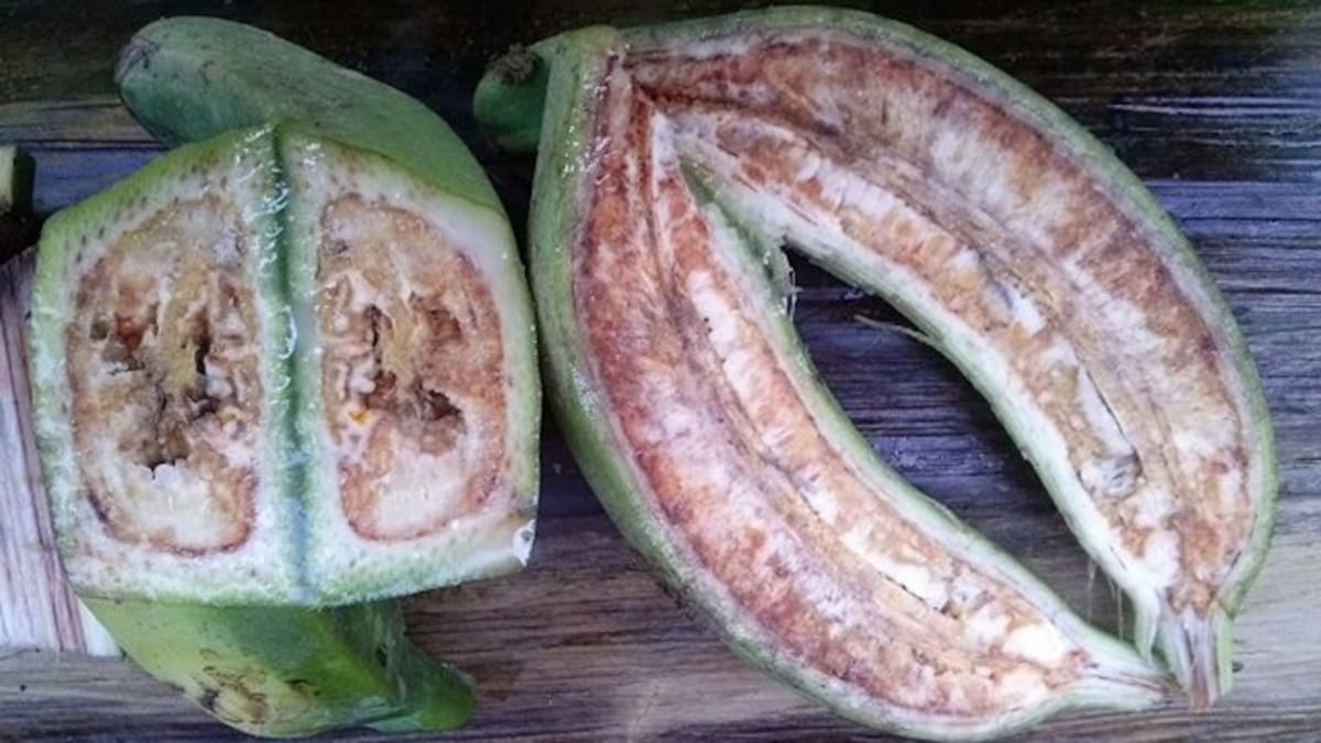 Plaga de Moko está afectando el 100 % de los cultivos de plátano en Risaralda