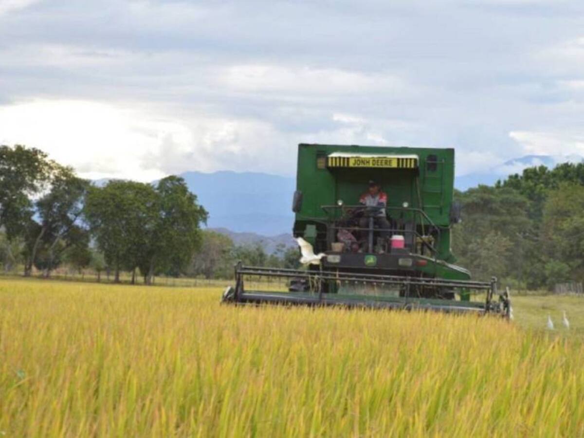 Arroceros del Huila anuncian posible desabastecimiento