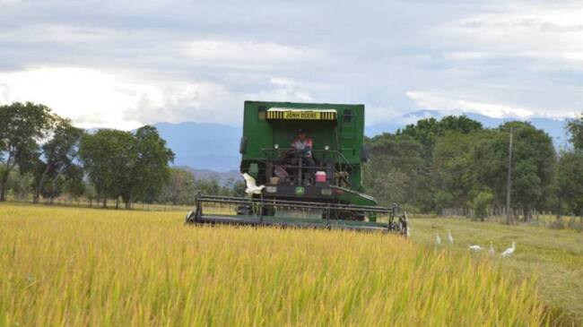 Foto: Archivo Arroceros del Huila