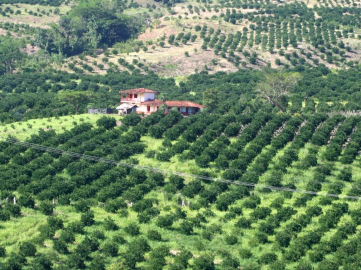 Colombia y China avanzan en cooperación y comercio agropecuario