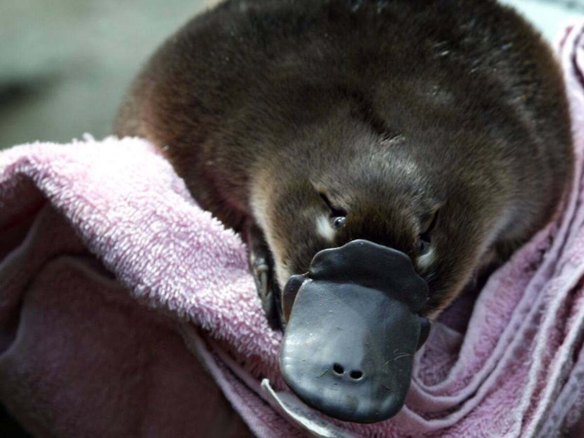 El ornitorrinco estaría cerca de extinguirse por el cambio climático