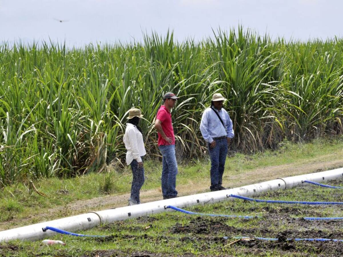 Invasión de predios e importación de azúcar, problemas que enfrenta Asocaña