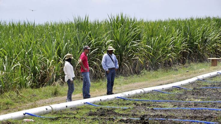 Invasión de predios e importación de azúcar, problemas que enfrenta Asocaña