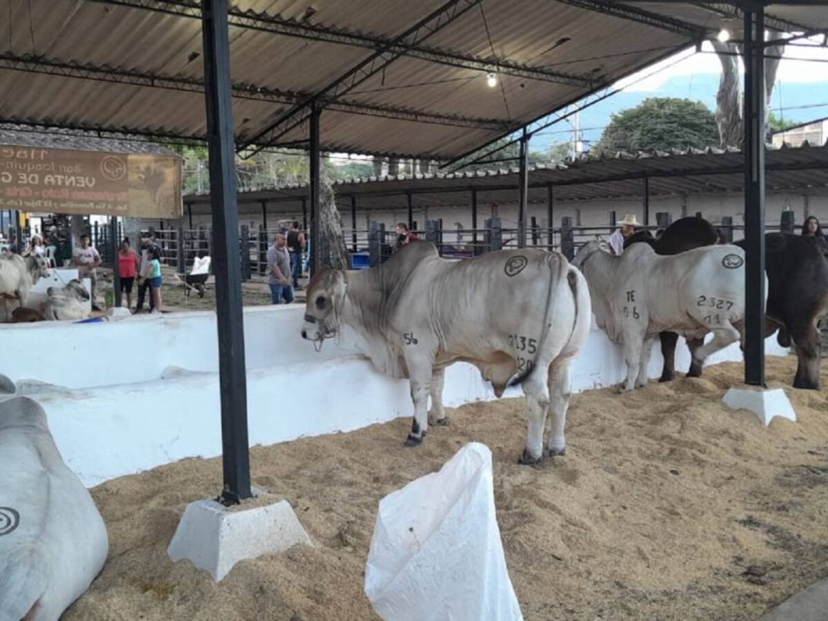 Ibaguereños disfrutan de la Feria Equina y Bovina este puente festivo
