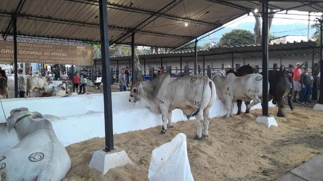 Feria Bovina y Equina