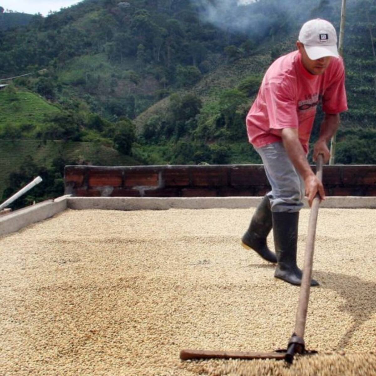 Café de Risaralda se podría perder por falta de recolectores