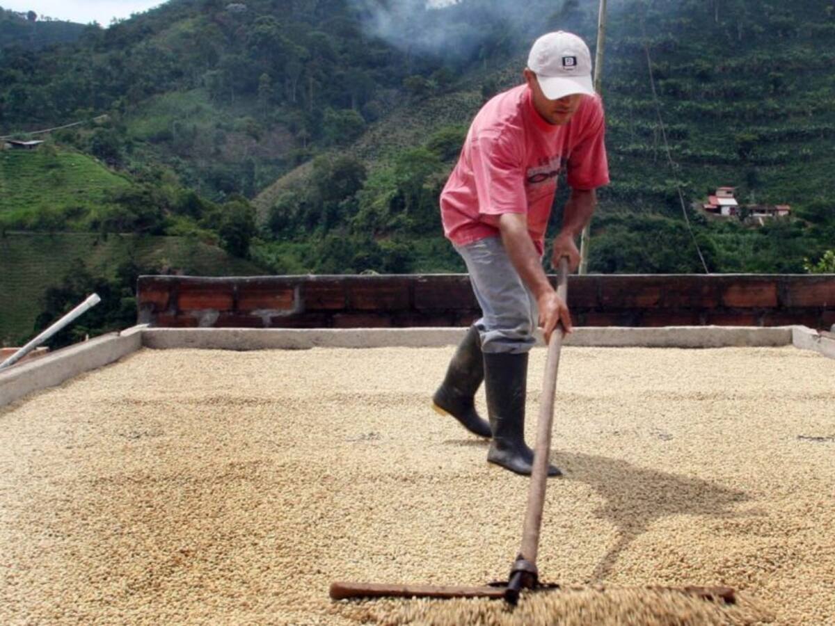 Café de Risaralda se podría perder por falta de recolectores