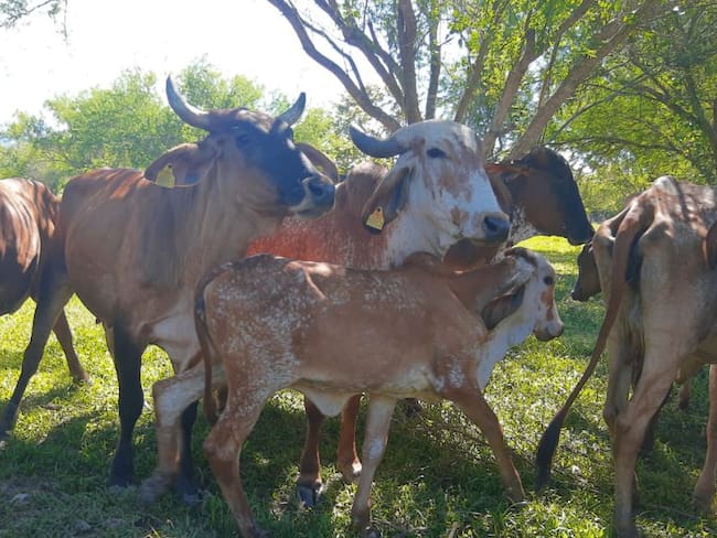 Robo de ganado, una práctica común en el Huila