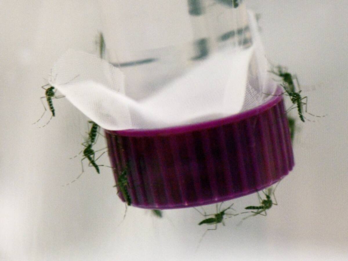 Gobernadores y Alcaldes a trabajar para frenar los avances del Zika