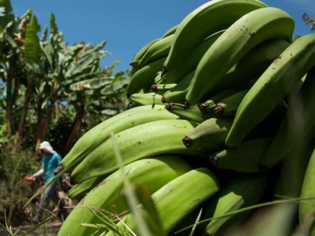 Daes compra yuca y plátano para los más necesitados en la cuarentena