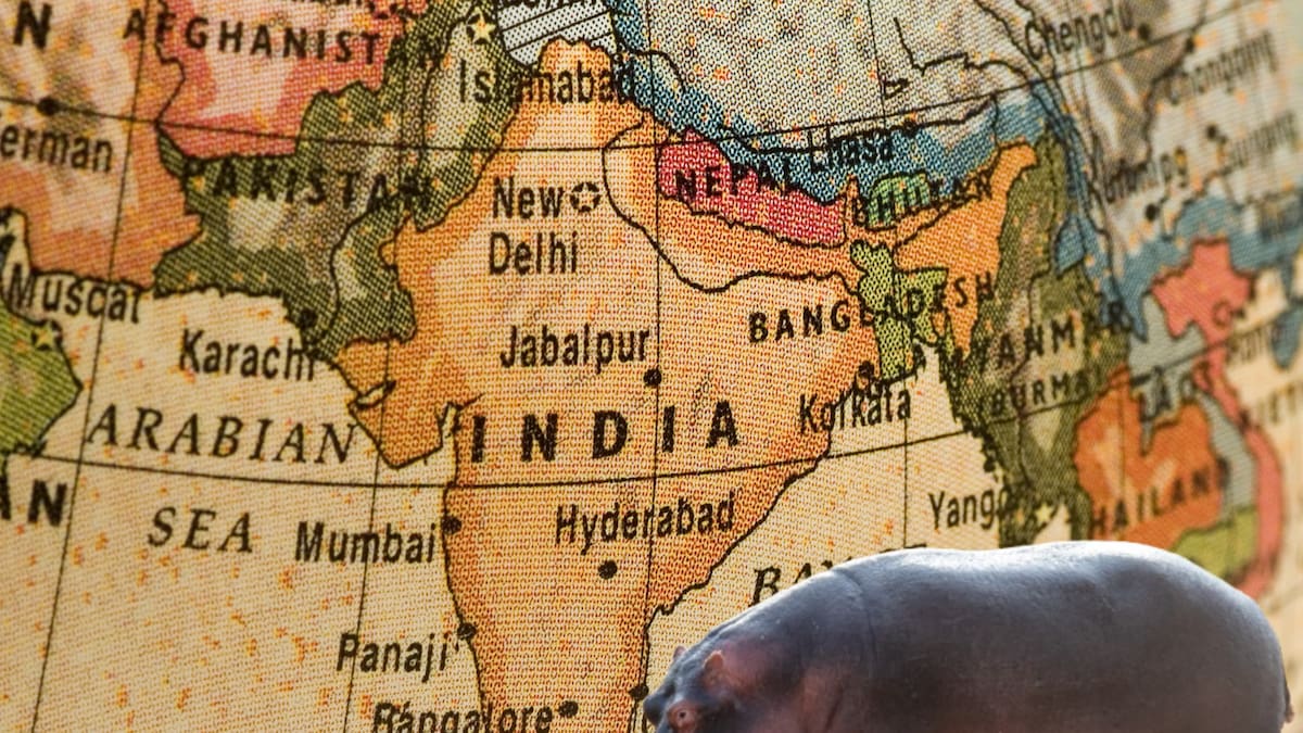 Vantara, santuario animal en la India, ofrece recibir ochenta hipopótamos colombianos: ¿es viable?