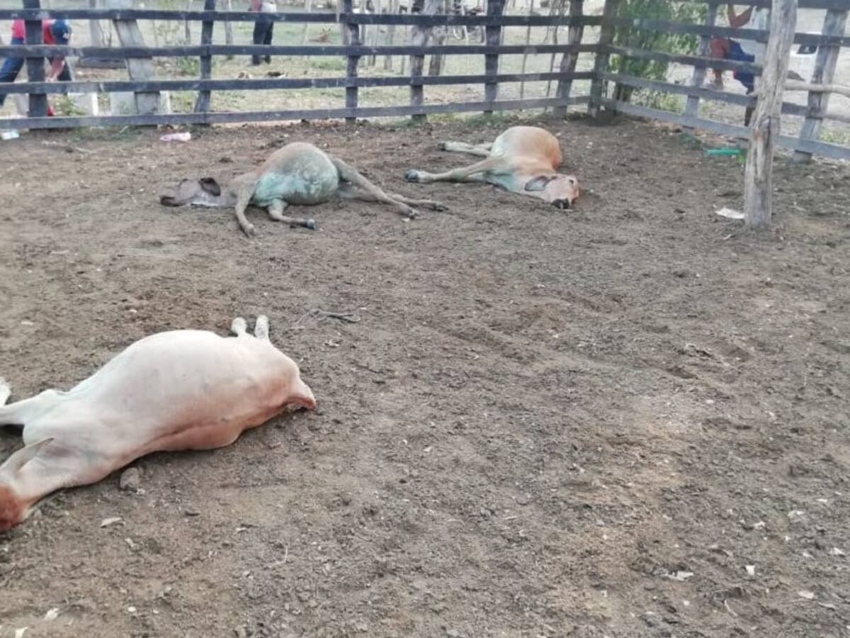 Ganaderos reportan pérdidas por ola de calor en varias zonas de Antioquia