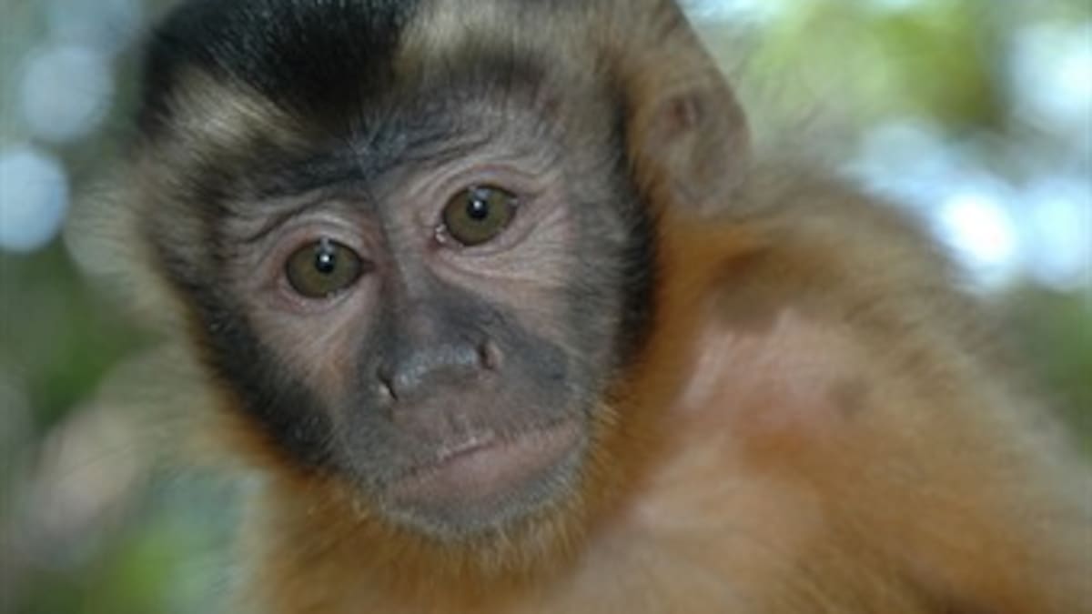 Mamíferos en peligro por caza en reserva nacional