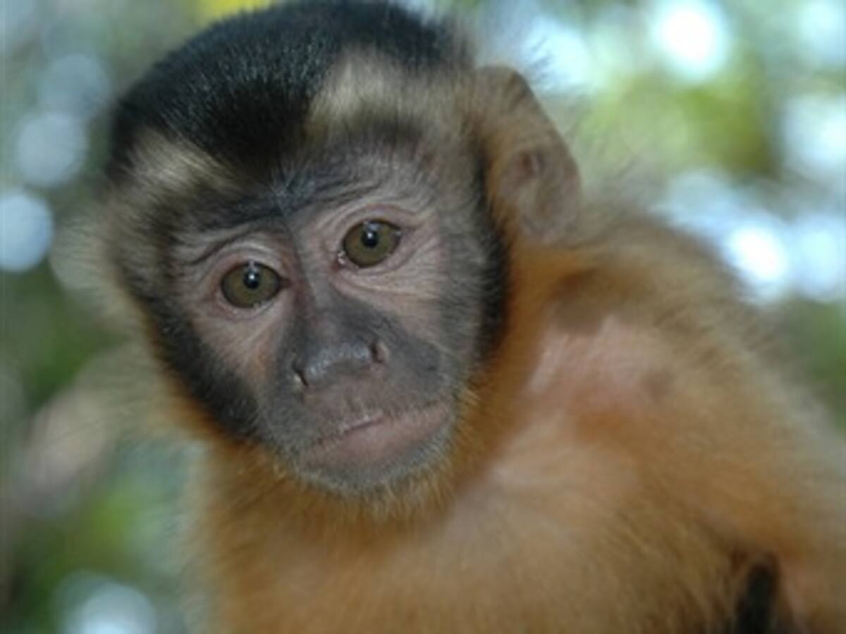 Mamíferos en peligro por caza en reserva nacional