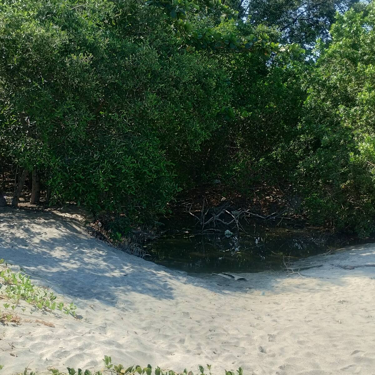 Investigadores de Unimagdalena evidencian amenazas sobre ecosistemas costeros