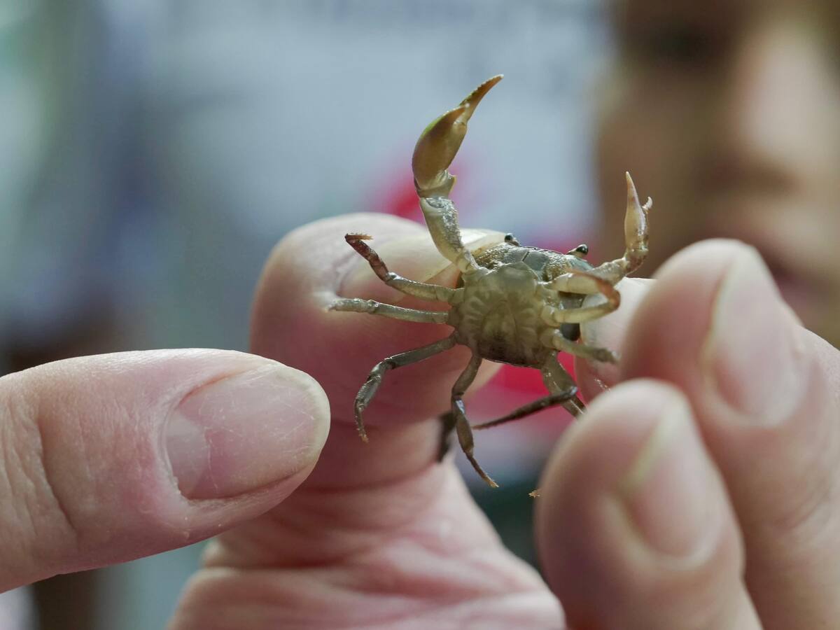 Corantioquia protegerá especie de cangrejo de agua dulce única en el mundo