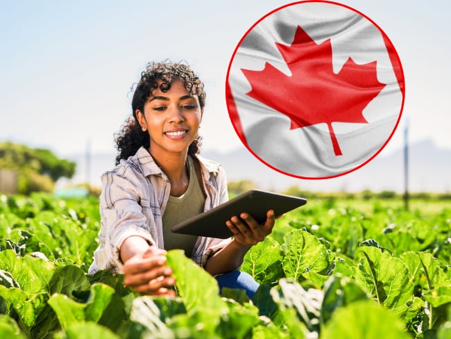 Hay trabajo en Canadá para colombianos que quieran trabajar en el campo: Salarios de $12 millones. Getty Images