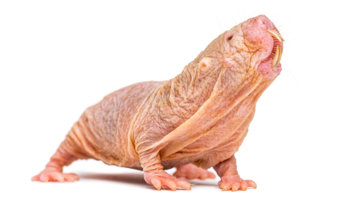 Crédito: GettyImages