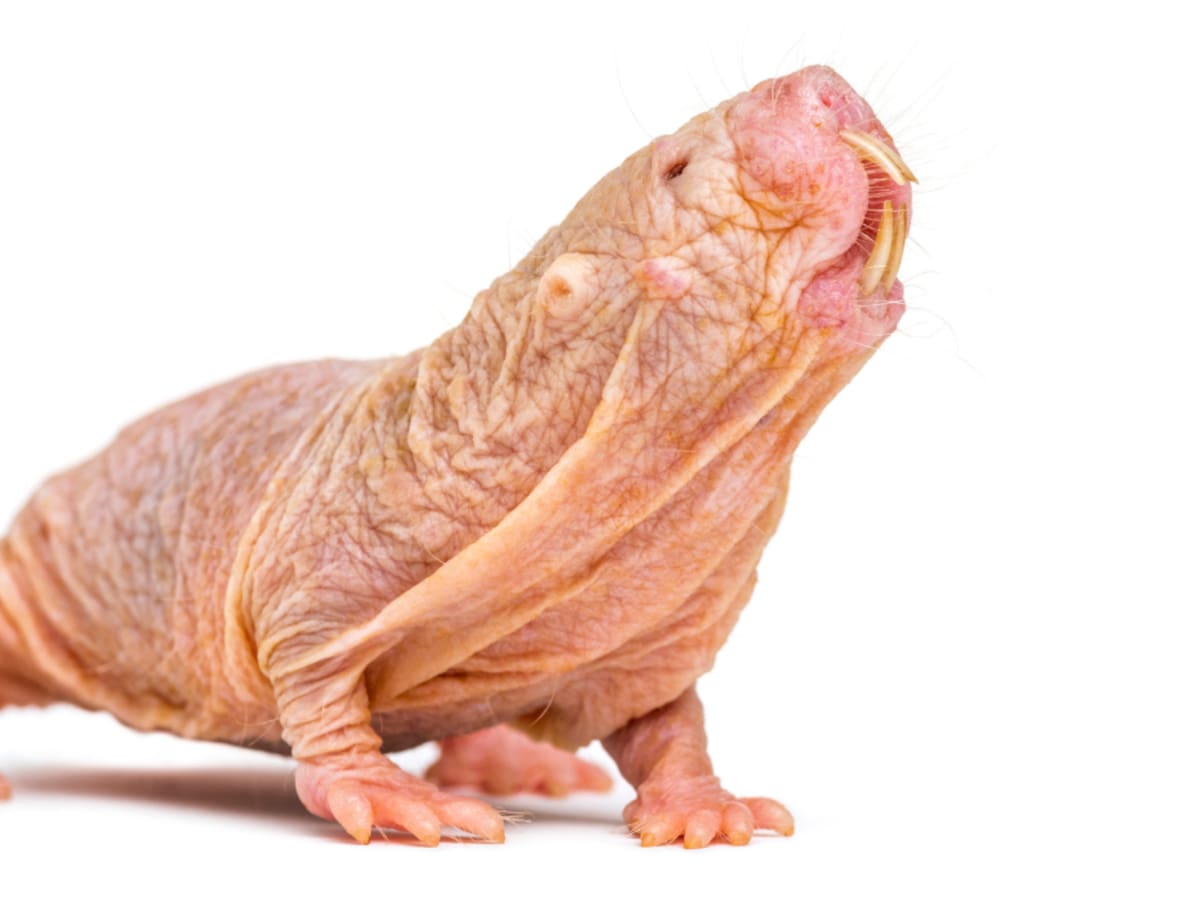 Así es el extraño animal que no envejece: el mamífero es inmune al dolor y al cáncer