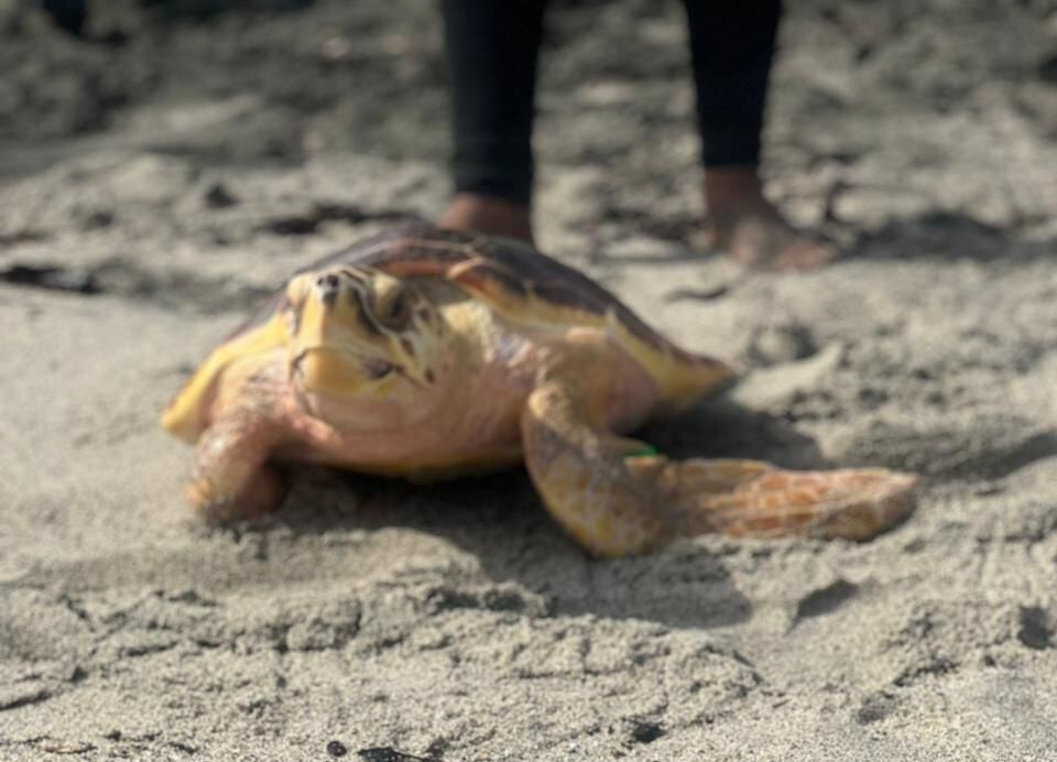 Tortugas marinas liberadas . Corpamag