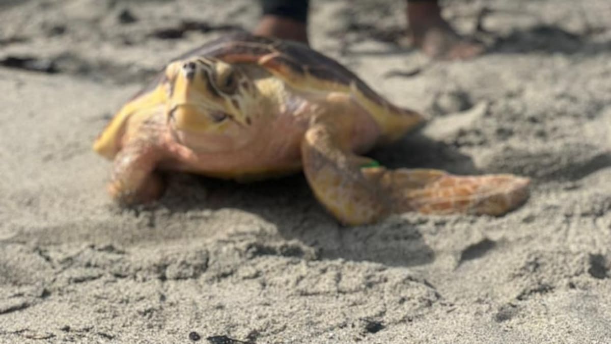 En Playas de Mendihuaca liberaron 70 tortugas marinas
