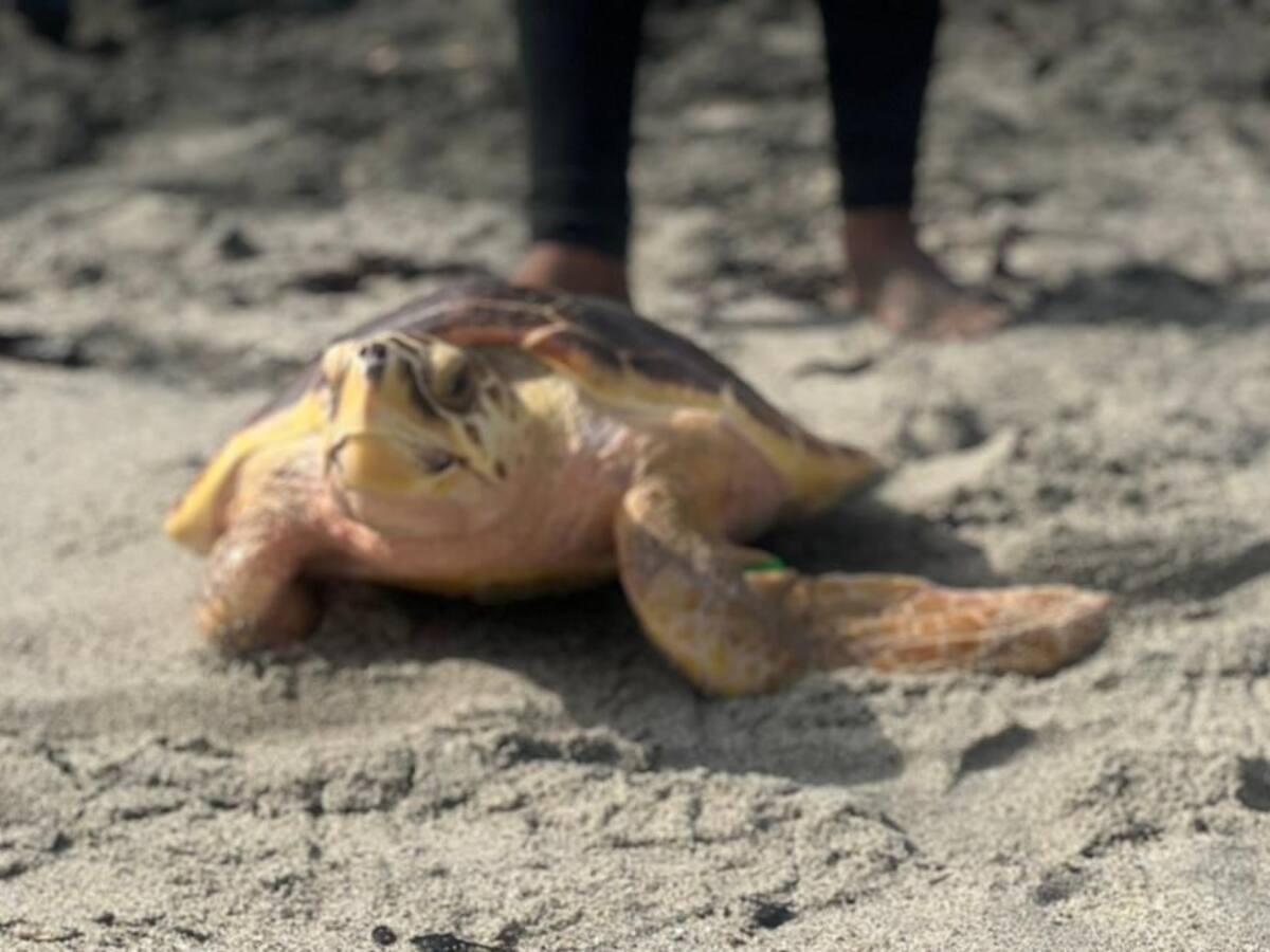 En Playas de Mendihuaca liberaron 70 tortugas marinas