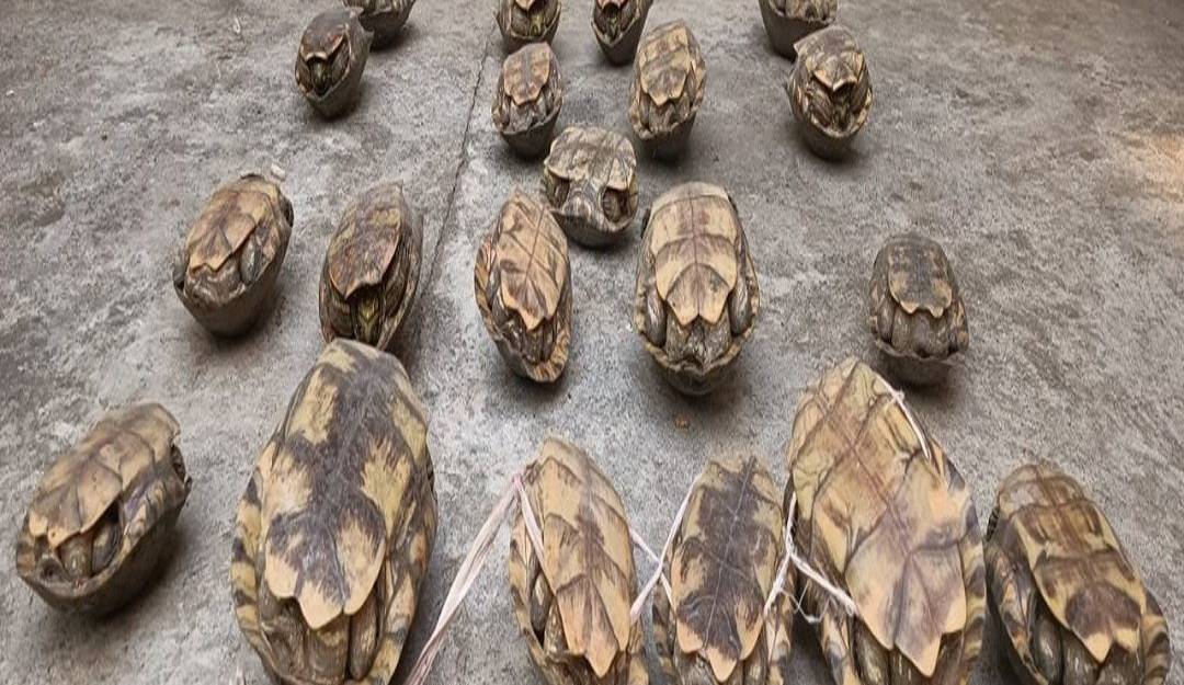 Se logró capturar a los sujetos transportando en costales más de 50 hicoteas.