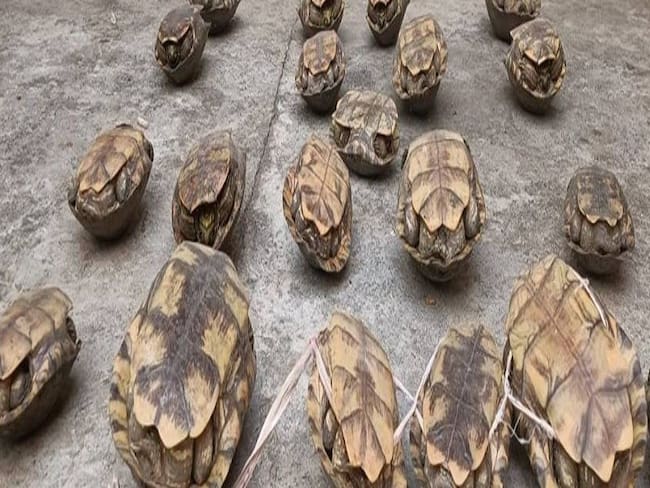 Se logró capturar a los sujetos transportando en costales más de 50 hicoteas.