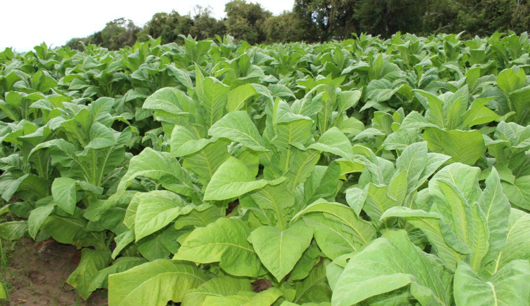 Cultivos de tabaco en Santander