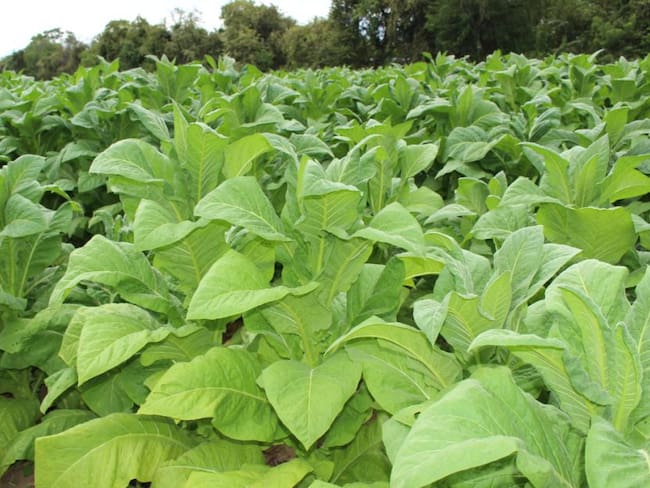 Cultivos de tabaco en Santander