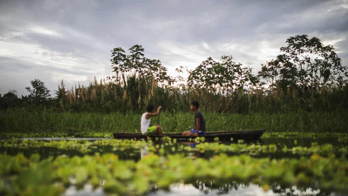 Colombia tendrá por primera vez un registro para proteger sus bosques naturales de guadua y bambú