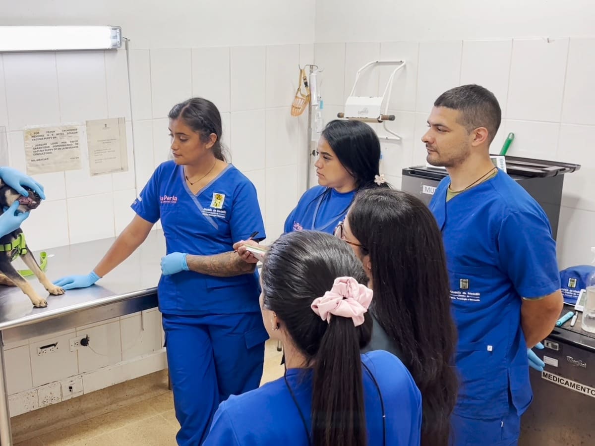 Alcaldía de Medellín abre capacitaciones gratuitas en primeros auxilios para perros y gatos