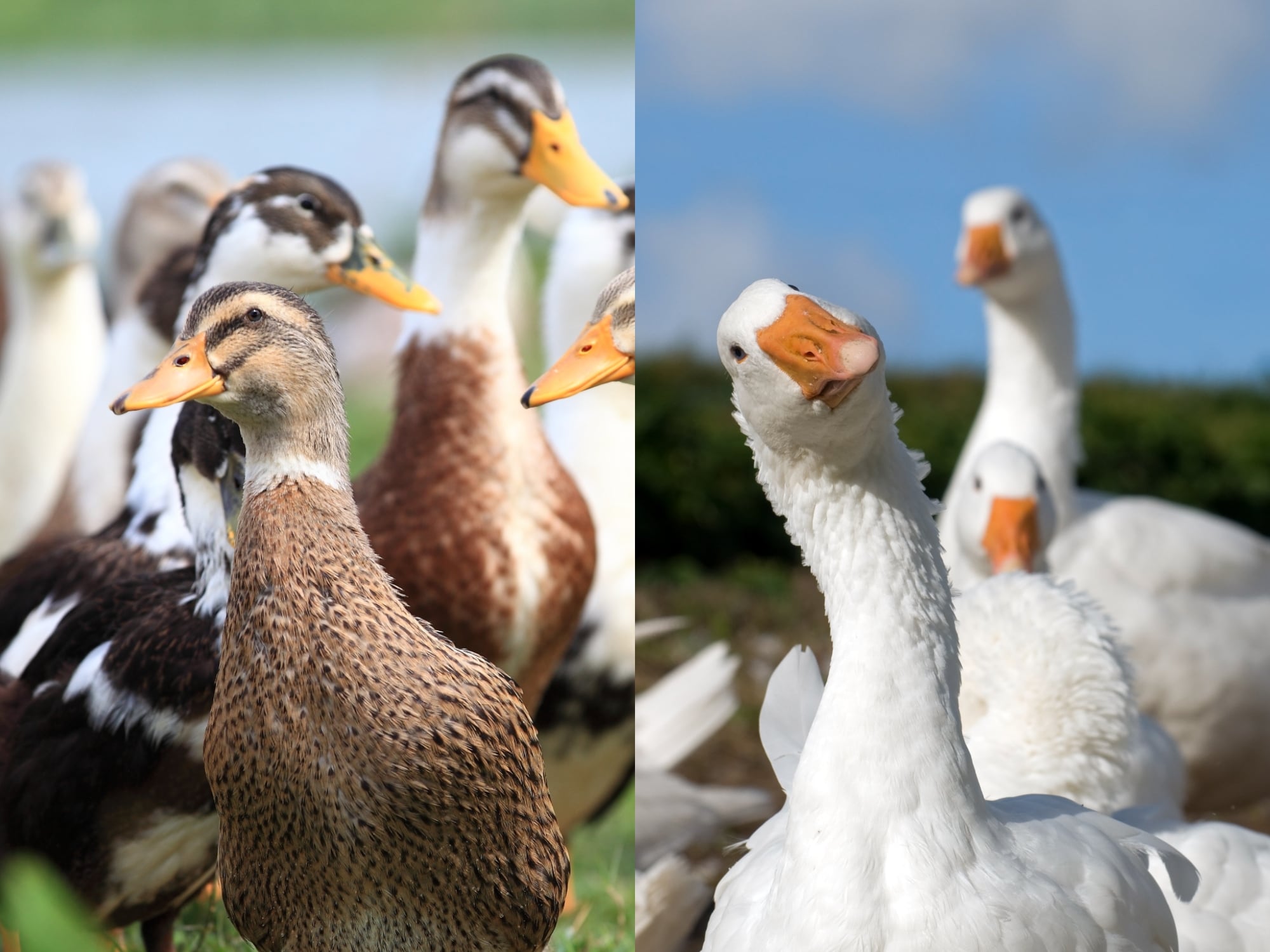Patos y gansos, imagen de referencia.  Fotos: Getty Images.