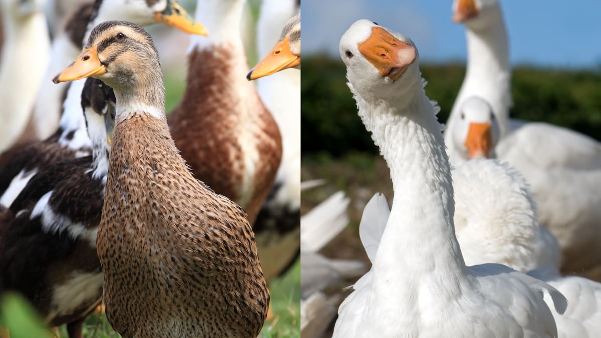 Parecidos, pero distintos: estas son las diferencias entre un pato y un ganso
