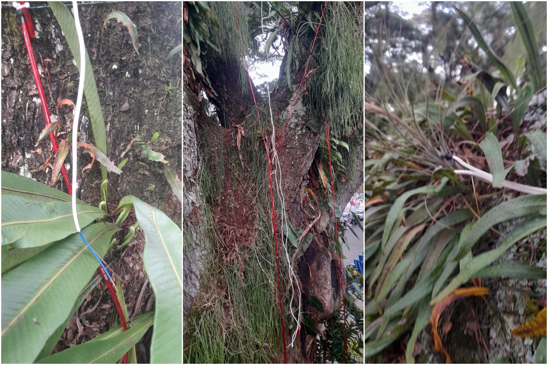 Robo de elementos del alumbrado navideño