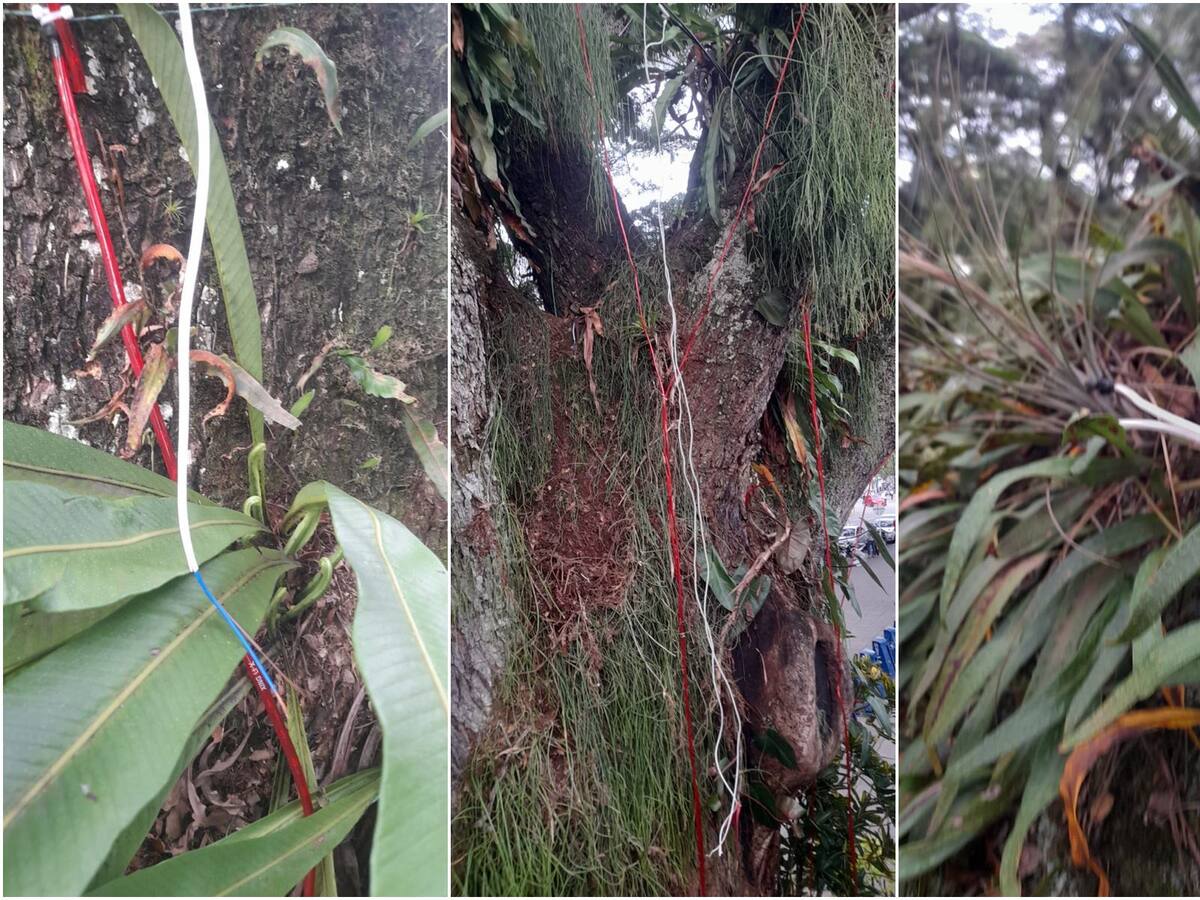 En Ibagué se robaron parte del alumbrado navideño que está siendo instalado