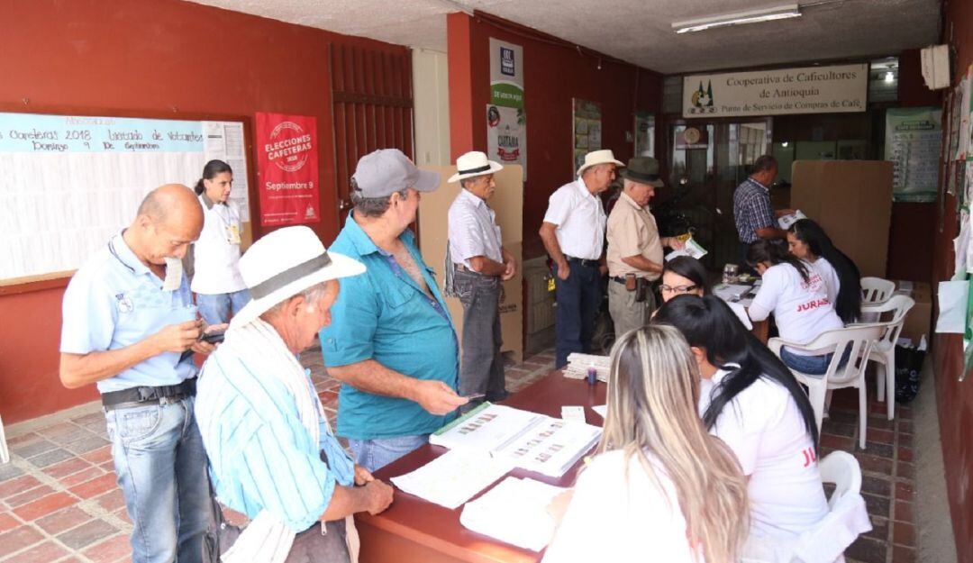 25.555 caficultores acudieron a votar en elecciones cafeteras en Huila.