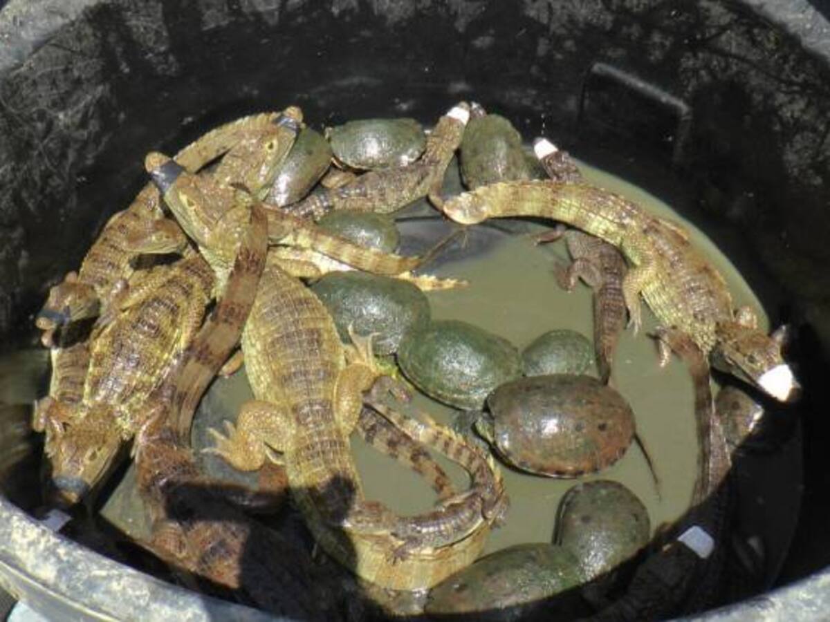 Animales en cautiverio regresan a su hábitat en el Parque Isla de Salamanca