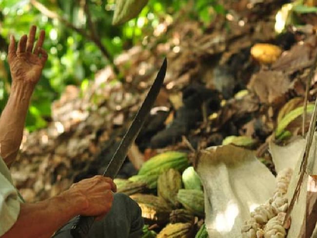 Se activa la economía del cacao debido a reconocimiento mundial