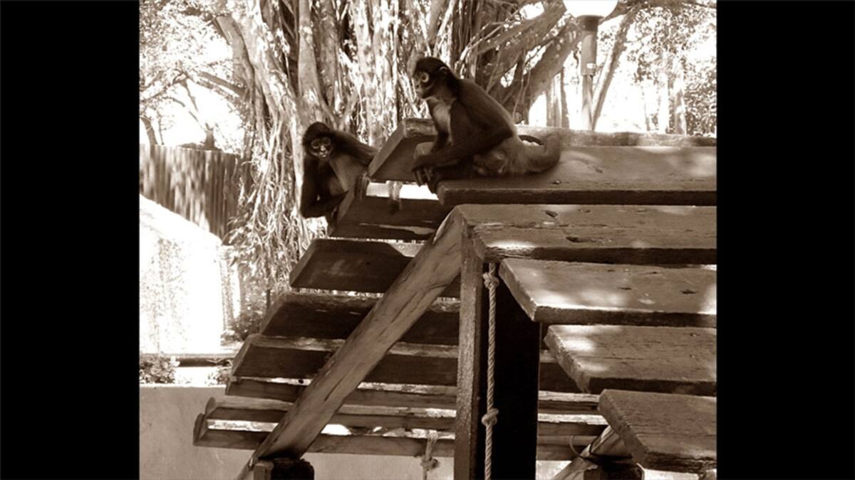 Edgar Alviarez nos envió estas “brechas naturales”. La foto fue tomada en el parque Negra Hipólita, Valencia, Estado Carabobo, Venezuela.