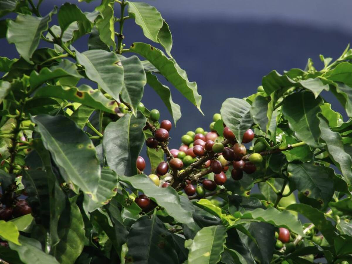 Renovación de cafetales contará con recursos por más de $ 25.000 millones